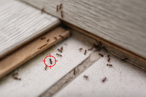 Best Ant Control Services  in Martindale, TX