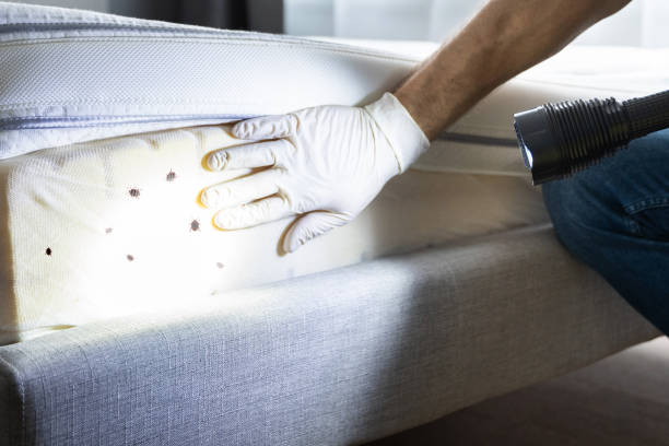 Best Best Pest Control Companies  in Martindale, TX
