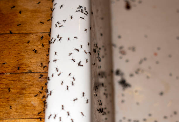 Trusted Martindale, TX Pest Control Experts