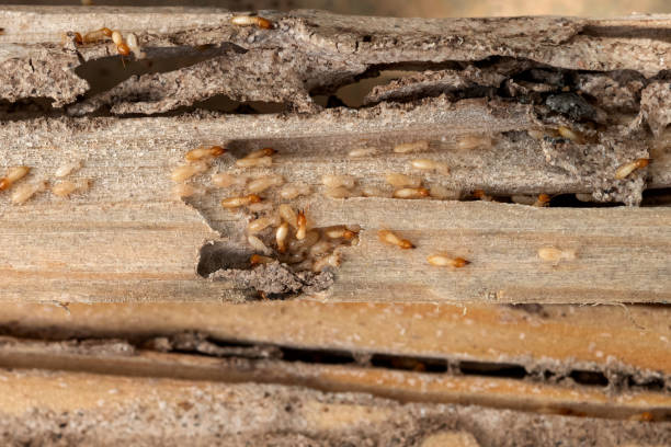 Best Pest Control Cost  in Martindale, TX