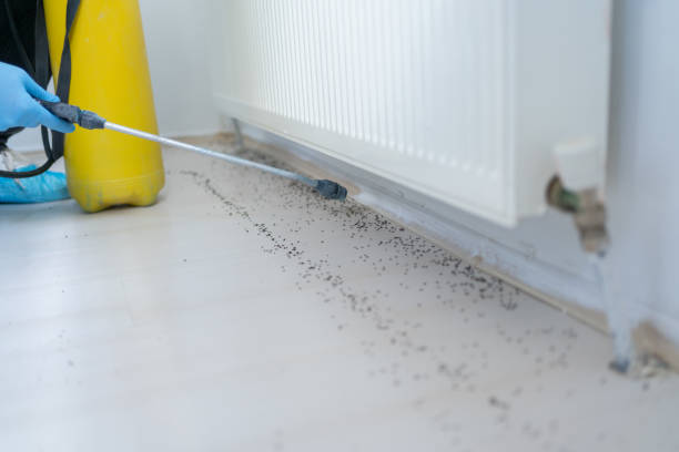 Best Residential Pest Control  in Martindale, TX